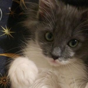 Meet your Posher, Daphanee